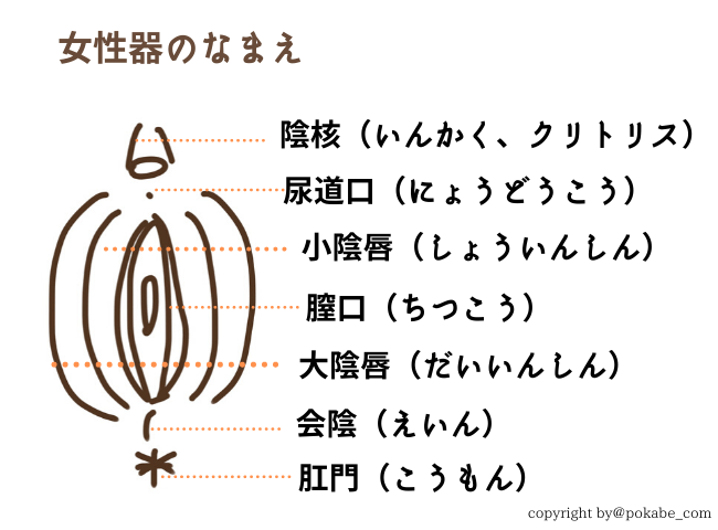女性器の名称